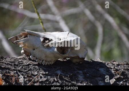 Un crâne de cerf sur une bûche dans le Wyoming Banque D'Images