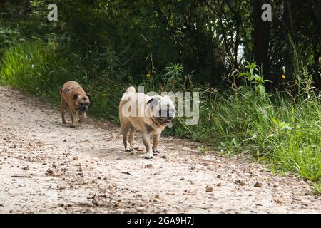 les chiens pug se promènent sur une piste dans la brousse Banque D'Images