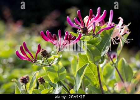 Etrusque Honeysuckle (Lonicera etrusca Santi) exposé dans un jardin à Hanmer Banque D'Images