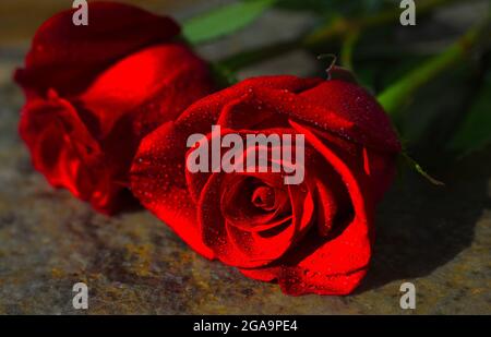 Concentrez-vous sur l'une des deux roses rouges avec des gouttes de rosée sur la pierre Banque D'Images