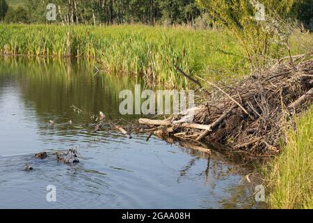 Castor nageant à travers l'étang de retour à la loge transportant la branche de l'arbre de peuplier de Balsam pour la nourriture en été (Castor canadensis, Populus balsamifera) Banque D'Images