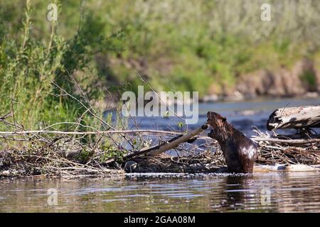 Beaver construisant un barrage sur un ruisseau au parc provincial Fish Creek à Calgary (Alberta) (Castor canadensis) Banque D'Images