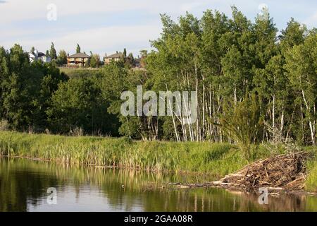 Écosystème de milieux humides avec pavillon de castors dans l'étang urbain des eaux pluviales et la forêt d'Aspen tremblante, parc provincial Fish Creek, ville de Calgary Banque D'Images