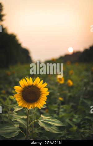 Tournesols dans la zone de gestion de la faune de McKee Beshers, Maryland. Banque D'Images