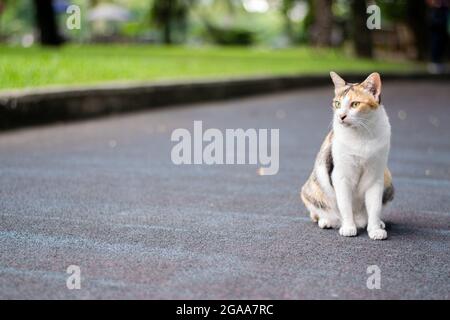 Photo portrait d'un chat Calico mignon assis sur un sol en caoutchouc à l'extérieur. Trois couleurs (noir, blanc, orange) pour copier l'espace sur le côté de l'image Banque D'Images