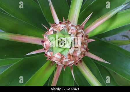 Vue de dessus d'un fruit d'ananas sur une plante Banque D'Images