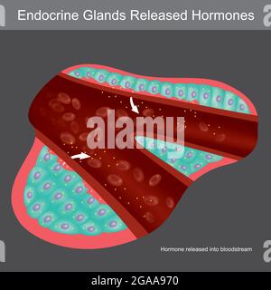 Les glandes exocrines sécrètent des hormones. Illustration montrant une coupe transversale pour l'apprentissage des glandes exocrines humaines. Illustration de Vecteur