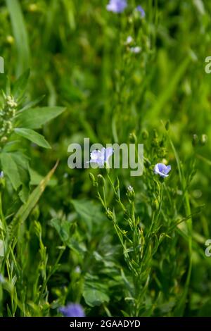Floraison de l'agriculture de lin bleu, Linum usitatissimum, gros plan. Banque D'Images