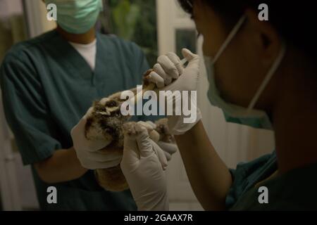 Une équipe de vétérinaires dirigée par Sharmini Julita Paramasivam donne un traitement médical à un loris lent qui a été sauvé du commerce de la faune. C'est l'un des primates en cours de réhabilitation dans l'installation exploitée par International animal Rescue (IAR) à Ciapus, Bogor, Java occidental, Indonésie. Les primates seront relâchés dans la nature une fois qu'ils seront prêts. Banque D'Images