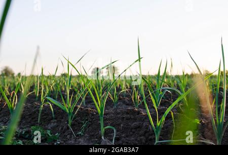 Des rangées d'oignons poireaux dans un champ de ferme. Feuilles de dessus vertes fraîches. Agro-industrie. Agriculture, paysage agricole. Culture de légumes à l'extérieur sur terrain ouvert. Banque D'Images