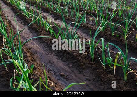 Des rangées d'oignons poireaux dans un champ de ferme. Végétation verte fraîche sur sol humide après l'arrosage. Agro-industrie. Agriculture, paysage agricole. Végétation Banque D'Images