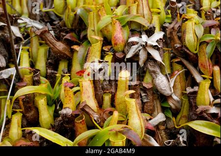 Plante de pichet carnivore Nepenthes gracilis avec beaucoup de pichets, Bornéo, Malaisie Banque D'Images