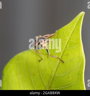 guêpe perchée sur une feuille dans le jardin Banque D'Images