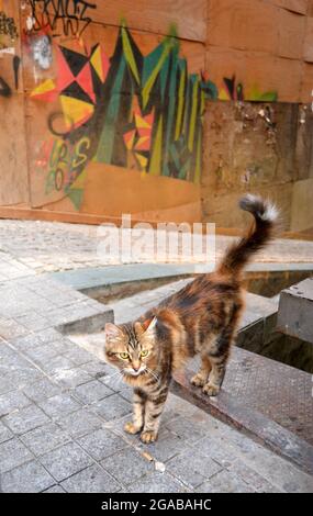 Un chat a marché sur les escaliers et se trouve devant un mur de graffiti. Banque D'Images