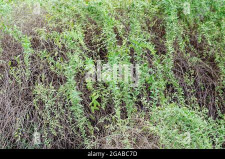 Les longues branches minces de l'arbuste avec de petites feuilles vertes. Fond naturel fond vert-marron flou. Banque D'Images