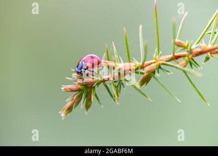 Coccinella septempunctata coléoptère rouge avec des taches noires rampant sur la branche de conifères picky. Ladybird à sept spots ou Ladybug à sept pois Banque D'Images