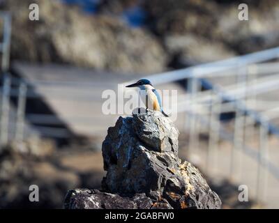 Oiseau. Kingfisher sacré sur une pile de rochers , Australie Banque D'Images