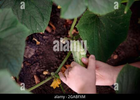 Gros plan les mains d'un petit enfant ramasse un concombre frais à la ferme. Alimentation biologique, agriculture, jardinage Banque D'Images