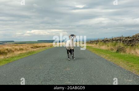 Swaledale Ewe en été avec un molleton de rivage, se tenait au milieu d'une route de campagne tranquille à Niddown, dans le North Yorkshire. Face à l'avant. Horizontale. Banque D'Images