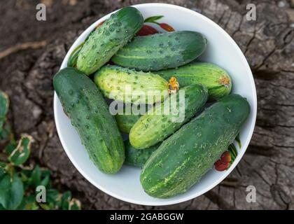 Bol de concombres biologiques fraîchement cueillis. Vue de dessus. Récolte d'été, concombres frais cultivés à la maison. Éco-produits, non OGM, récolte de légumes. Banque D'Images