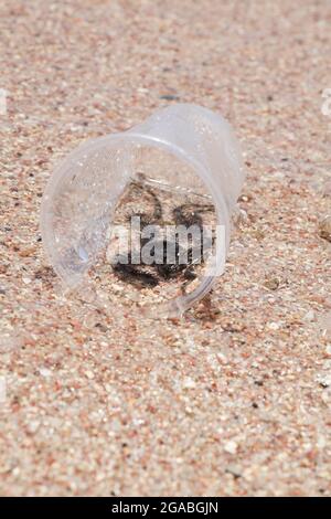 petit animal de plage dans une tasse en plastique. concept de pollution de l'environnement. crise mondiale de pollution plastique. Banque D'Images