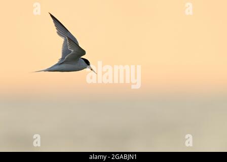 Un petit Tern (Sternula albifrons) au lever du soleil, Norfolk Banque D'Images