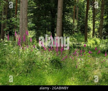 Foxgloves (Digitalis) en pleine croissance dans une forêt anglaise Banque D'Images