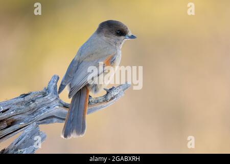 Geai de Sibérie (Perisoreus infaustus) assis sur une souche d'arbre, Kuusamo, Finlande. Banque D'Images