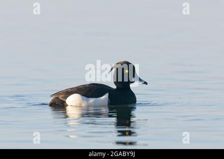 Canard touffeté (Aythya fuligula), homme nageant sur Slapton Ley, Devon, Royaume-Uni. Banque D'Images