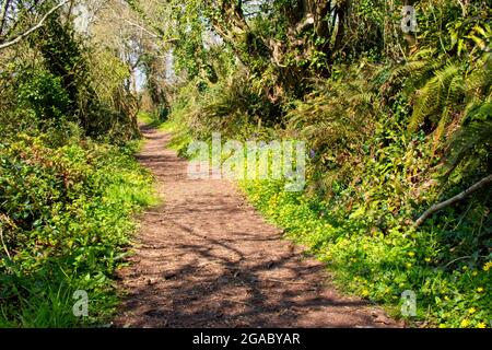 Marsh Lane, une « voie verte », piste ancienne, sentier de pont, sur la réserve naturelle de Slapton Ley, Devon, Royaume-Uni. Banque D'Images