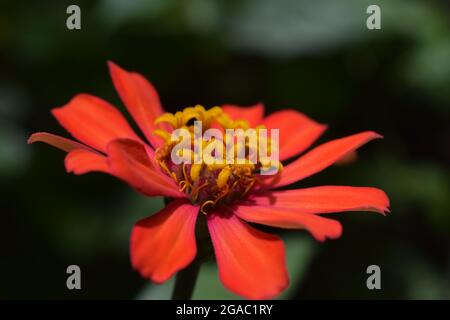 Photo macro de jeunes fleurs de zinnies rouges de pollen jaune sur fond sombre flou, petites fleurs sur la grande fleur Banque D'Images