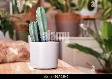 Maison en pot Cereus Cactus sur table en bois avec d'autres plantes sur fond flou Banque D'Images