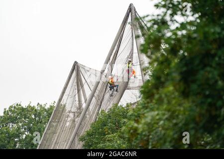 Des experts descendent en rappel du Snowdon Aviary classé Grade II au zoo de Londres ZSL à Regent's Park, Londres, pour retirer le premier des 200 panneaux en maille d'acier qui enveloppent la structure qui est restée inchangée depuis plus de 50 ans, Début du compte à rebours d'un an jusqu'à la renaissance de l'été 2022 comme nouvelle maison pour une troupe de singes colobus noirs et blancs de l'est. Date de la photo : vendredi 30 juillet 2021. Banque D'Images