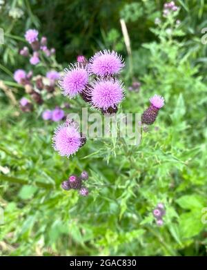 Cirsium arvense alias Thhistle rampant. Photo : Tony Gale Banque D'Images