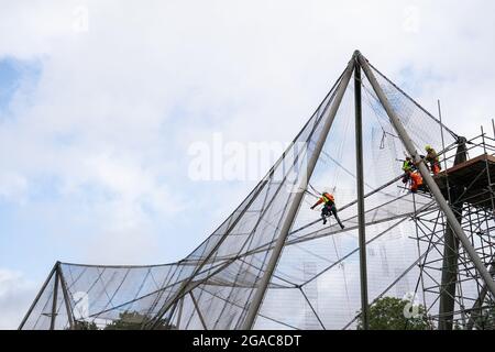 Des experts descendent en rappel du Snowdon Aviary classé Grade II au zoo de Londres ZSL à Regent's Park, Londres, pour retirer le premier des 200 panneaux en maille d'acier qui enveloppent la structure qui est restée inchangée depuis plus de 50 ans, Début du compte à rebours d'un an jusqu'à la renaissance de l'été 2022 comme nouvelle maison pour une troupe de singes colobus noirs et blancs de l'est. Date de la photo : vendredi 30 juillet 2021. Banque D'Images