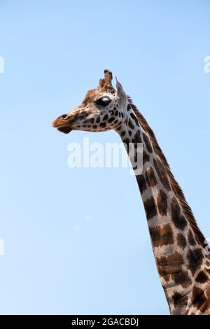 Gros plan d'une girafe méridionale femelle, appelée girafe à deux cornes, avec des taches arrondies ou à taches de taches, originaires d'Afrique australe, sur fond bleu. Banque D'Images