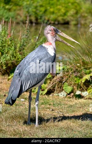 Marabout (Leptoptilos crumeniferus) debout sur l'herbe avec bec ouvert et vu de profil Banque D'Images