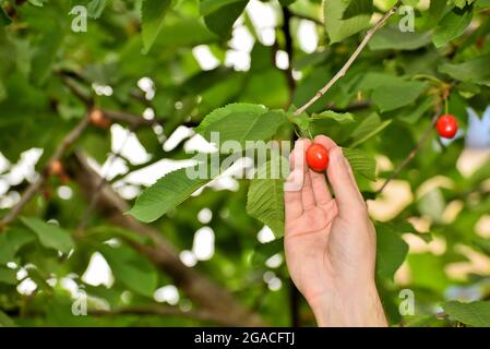 Cueillette de cerises douces. La main de l'homme choisit les cerises douces d'une branche. Goûtez et dégustez des fruits d'été juteux. Banque D'Images