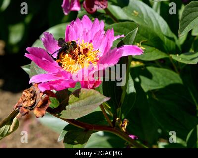 Macro de Bumblebee (Bombus) se nourrissant de peonie rouge chinoise (Paeonia lactiflora) Banque D'Images