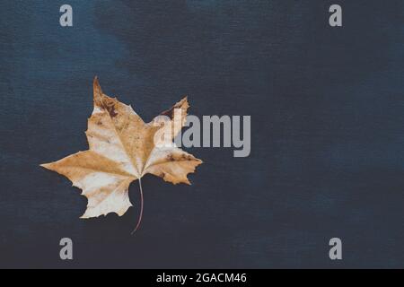 Feuille de Sycamore hachée et morte d'automne séchée sur un fond ou une table en bois noir texturé. Vue de dessus. Banque D'Images