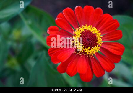 Fleur de Zinnia rouge (Zinnia elegans) Banque D'Images