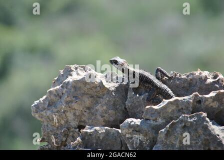 Stellagama sur les rochers en Israël Banque D'Images