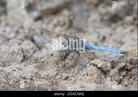 La libellule (Orthetrum coerulescens) est un écumoire mâle Banque D'Images