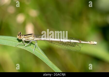 La mouche à pattes blanches (Platycnemis pennipes) repose sur l'herbe pendant l'été ou juillet, au Royaume-Uni Banque D'Images