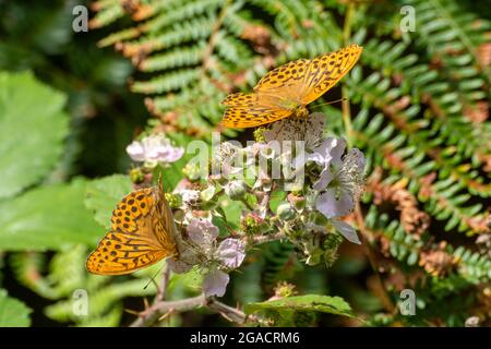 Deux papillons fritillaires lavés à l'argent (Argynis paphia) se nourrissant du nectar sur des fleurs de mûre en juillet ou en été dans un bord de forêt, au Royaume-Uni Banque D'Images