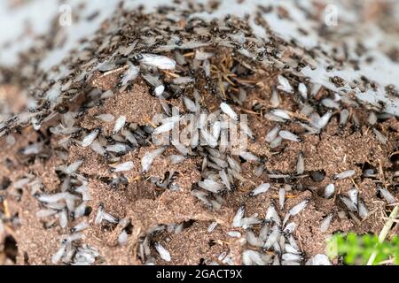 Les fourmis volant émergent de leur nid pendant l'été, au Royaume-Uni Banque D'Images