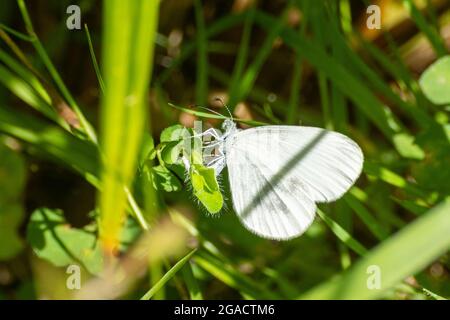 Femelle papillon blanc en bois (Leptidea sinapis) oviposting, pontant des oeufs, sur le trèfle de pied de grands oiseaux à Oaken Wood, Surrey, Angleterre, Royaume-Uni, en juillet Banque D'Images