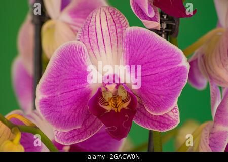 Orchidée violette et blanche (Phalaenopsis), floraison avec fond vert, vue rapprochée Banque D'Images