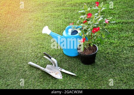 Un arbre avec de belles fleurs rouges posées sur l'herbe près d'un arrosoir en plastique bleu. Et une pelle et une tondeuse à gazon en métal. Banque D'Images