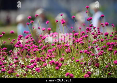 Erfurt, Allemagne. 30 juillet 2021. Les fleurs fleurissent sur le terrain du salon fédéral de l'horticulture (Buga) sur le Petersberg. Après un démarrage difficile de la pandémie de Corona, le Buga a été visité par plus de 600,000 personnes après environ 100 jours. Avec un soleil éclatant et des vacances d'été en Thuringe et dans les environs, environ 11,000 000 visiteurs viennent chaque jour au salon du jardin. Credit: Martin Schutt/dpa-Zentralbild/dpa/Alay Live News Banque D'Images